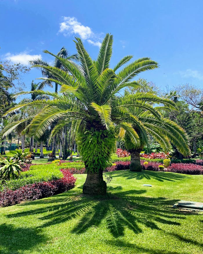 pexels-photo-17041134 Beautiful lush garden featuring a prominent palm tree on a sunny day.