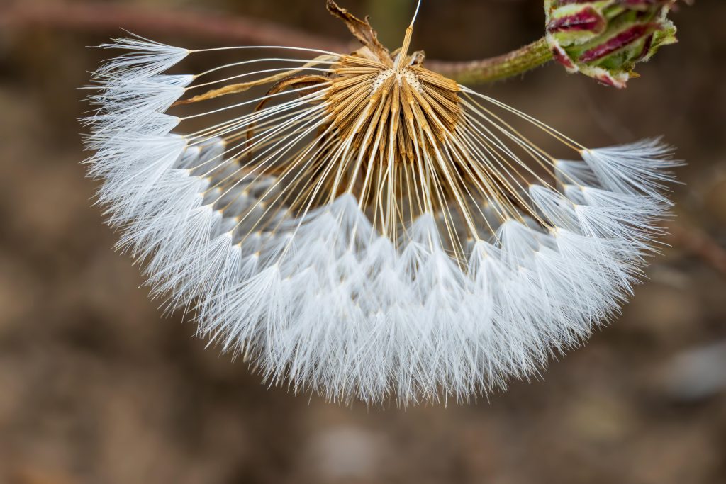 pexels-photo-17304188-17304188 Detailed close-up of a dandelion with seeds ready to disperse, capturing the beauty of summer flora.