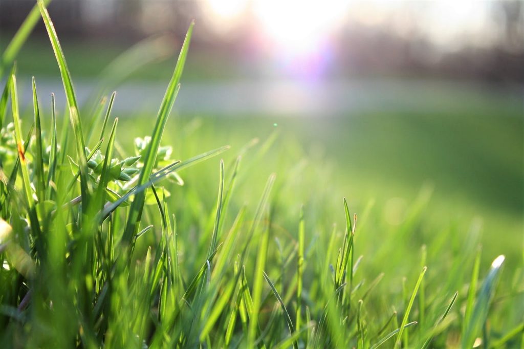 pexels-photo-580900 Macro shot of lush green grass with sunlight creating a warm, serene atmosphere.